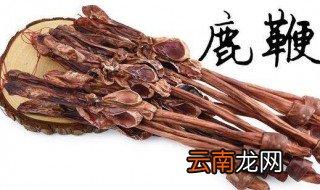 鹿鞭怎么泡酒 快来学学吧