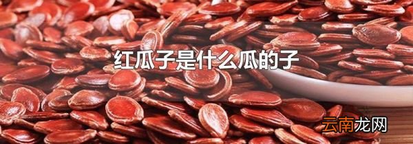 红瓜子是什么瓜的子