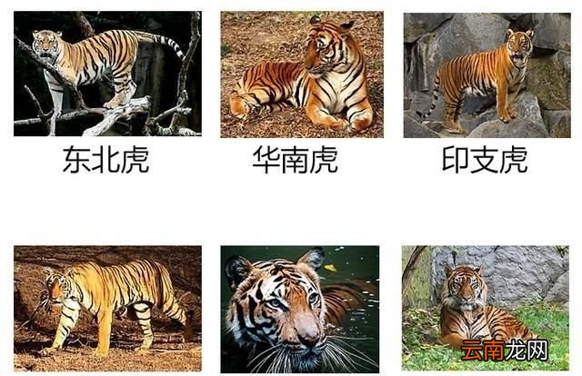 现存老虎的种类有多少种小说中武松在景阳冈上打死的老虎是什么品种的有何依据