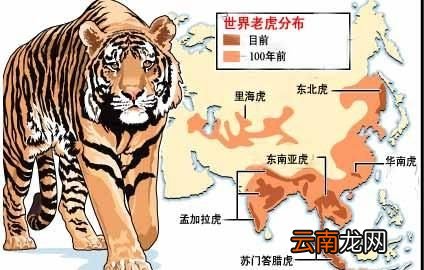 现存老虎的种类有多少种小说中武松在景阳冈上打死的老虎是什么品种的有何依据