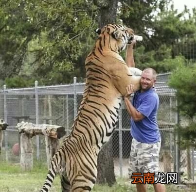 现存老虎的种类有多少种小说中武松在景阳冈上打死的老虎是什么品种的有何依据