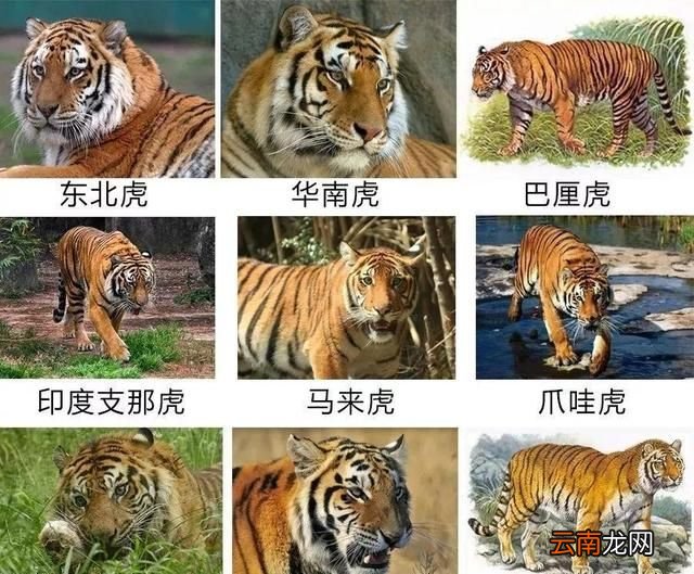 现存老虎的种类有多少种小说中武松在景阳冈上打死的老虎是什么品种的有何依据