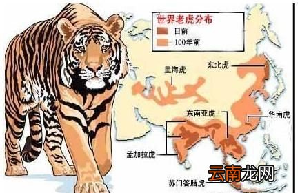现存老虎的种类有多少种小说中武松在景阳冈上打死的老虎是什么品种的有何依据