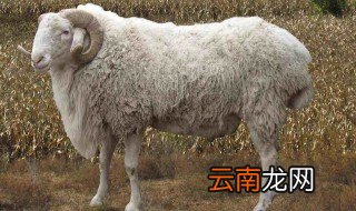 羊吃什么下奶 快来了解看看吧