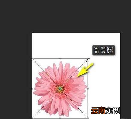 ps缩放图片大小