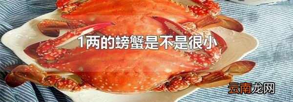 1两的螃蟹是不是很小