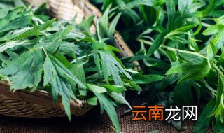 野艾蒿什么时候收割好 野艾蒿收割时间