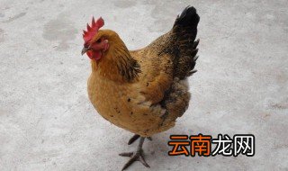 梦见鸡在热水里没有死 这代表着什么