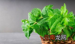 非食用薄荷食用有什么危害 非食用薄荷食用的危害是什么