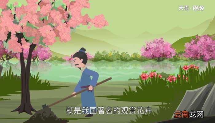 海棠花什么时候开 海棠花的花期是多久