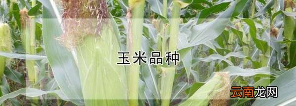 玉米有哪些品种，玉米品种前十名名单