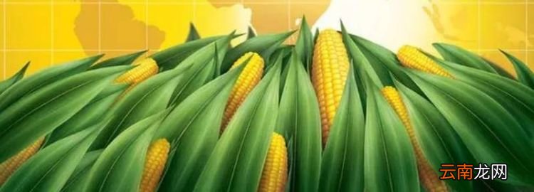 玉米有哪些品种，玉米品种前十名名单