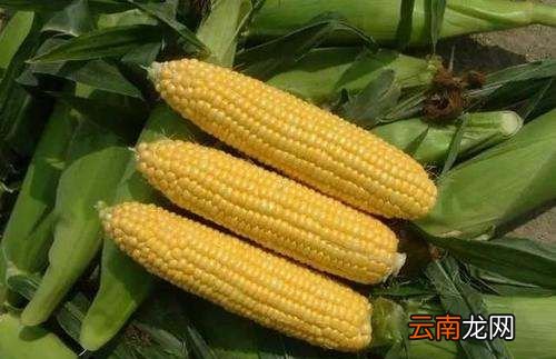 玉米有哪些品种，玉米品种前十名名单