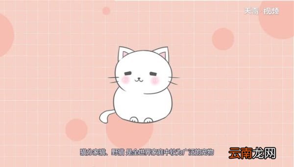 猫和狗是属于什么动物猫和狗是属于什么动物