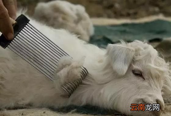 小山羊绒和羊绒的区别 羊毛和羊绒的区别是什么