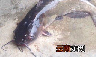 胡子鲢鱼怎么做好吃没腥味 胡子鲢鱼怎么做好吃