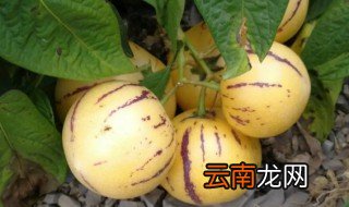 怎么催熟人生果 怎么样催熟人心果