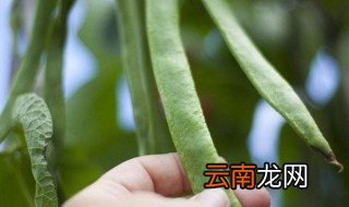 芸豆焯水多长时间，芸豆焯水多长时间好