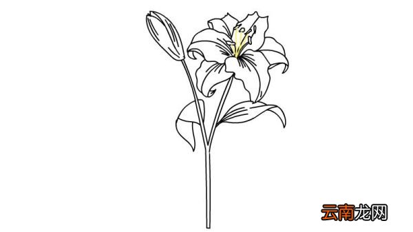 百合花简笔画 百合花简笔画步骤