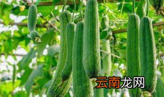 藤瓜是什么瓜 藤瓜简介