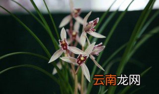 红满天兰花怎么养才开花多 兰花建兰红满天怎么养