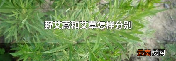 野艾蒿和艾草怎样分别