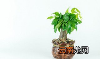 发财树种子怎么栽培才能活 发财树怎么养才结种子