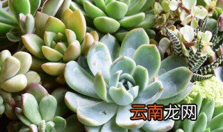 肉肉怎么养才不会死，肉肉是怎么养的