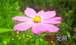 格桑花有什么寓意? 格桑花有啥寓意