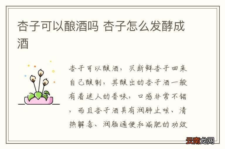 杏子可以酿酒吗 杏子怎么发酵成酒