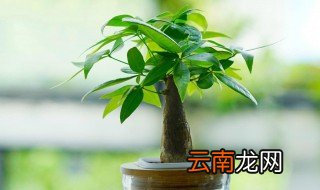 发财树怎么养才长得好? 发财木怎么养才长得好
