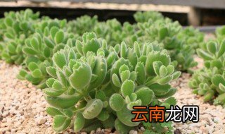 熊童子用什么盆养好看 熊童子怎么养才长得好看