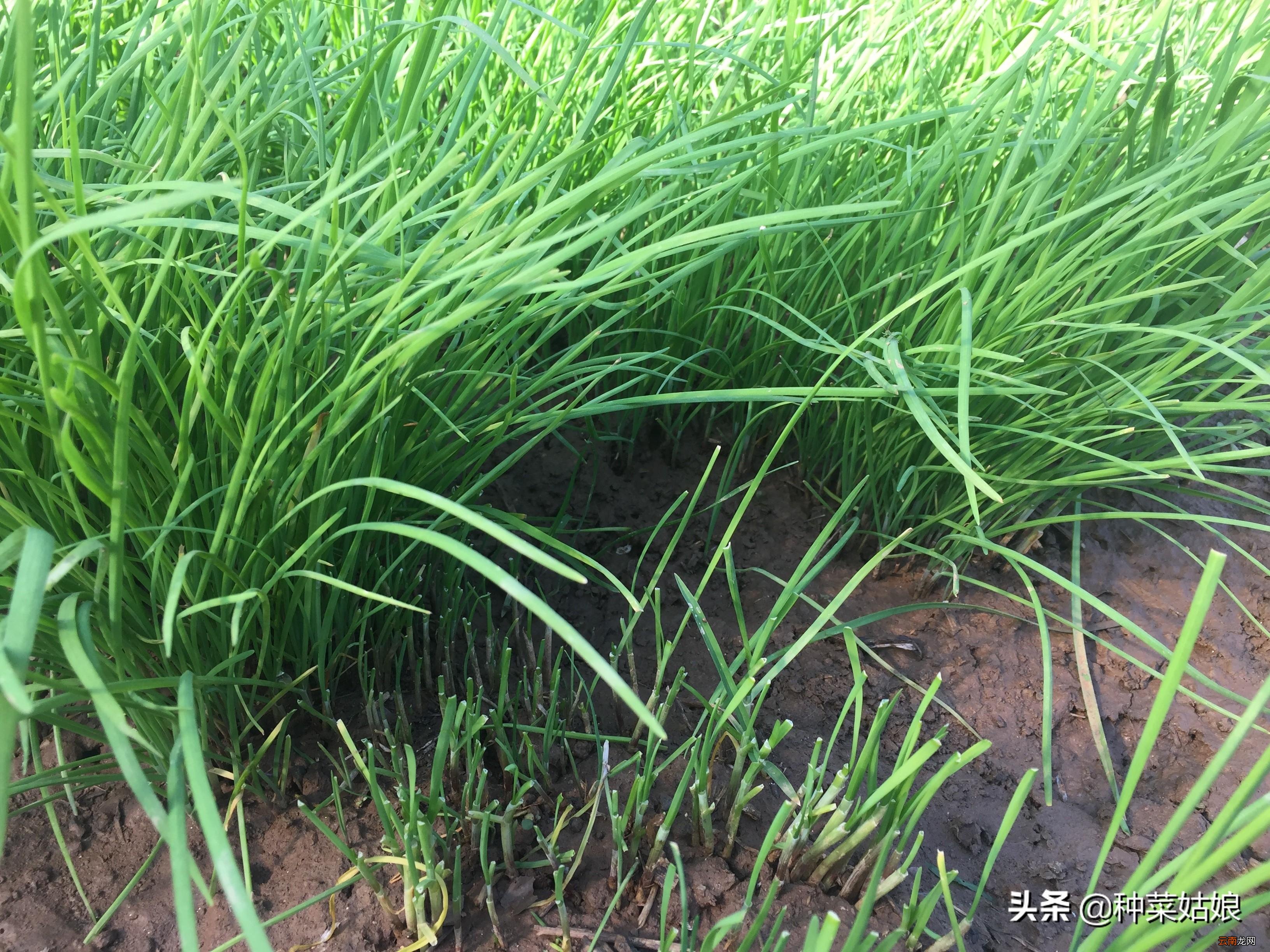 韭菜籽这种播种出苗快又好 韭菜籽怎么种发芽快