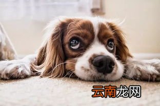狗狗吃虾红素片有什么副作用,泰迪狗吃虾红素好吗