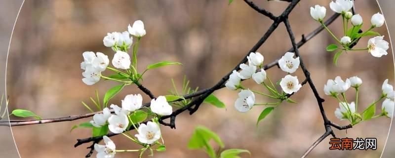 一树梨花久未开是什么意思