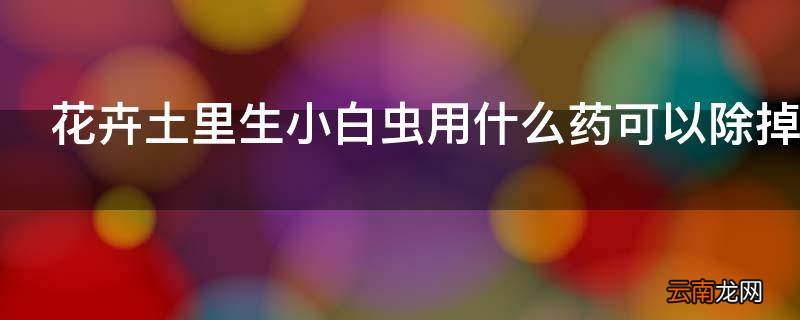 花卉土里生小白虫用什么药可以除掉