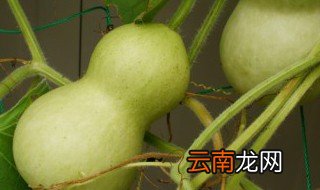 圆葫芦的做法大全家常 圆葫芦怎么做好吃