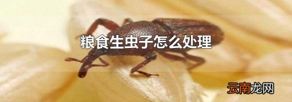 粮食生虫子怎么处理