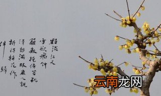 花盆怎么栽腊梅 给腊梅选花盆