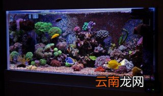 微缸养什么 微缸怎么养