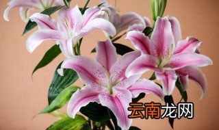 香水百合花怎么养水里 香水百合花怎么养