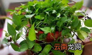冬季绿萝怎么养 冬季绿萝怎么养殖