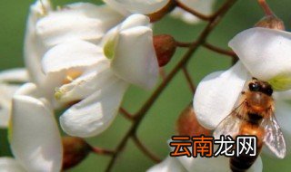 槐花怎么养才能开花? 槐花怎么养