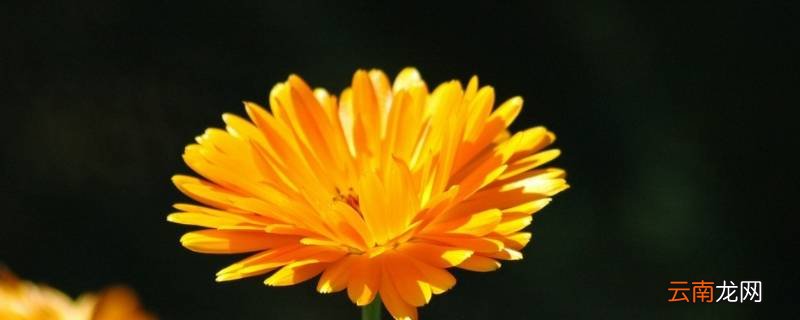 浪姐3小橙花什么意思