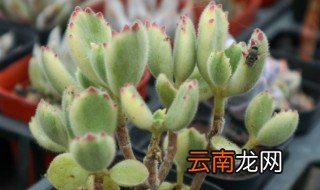 多肉植物小熊掌怎么养 熊掌肉肉怎么养