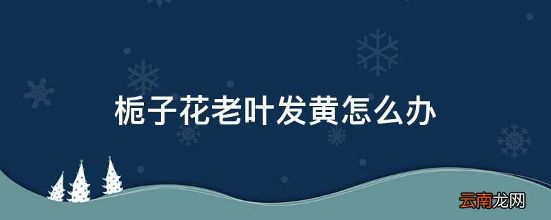 栀子花老叶发黄怎么办