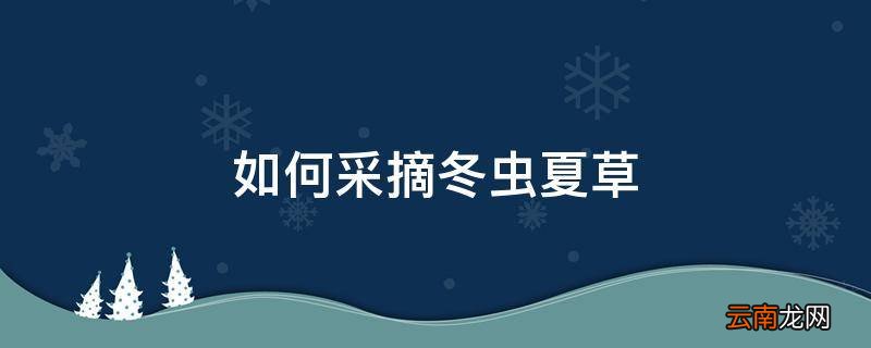 如何采摘冬虫夏草