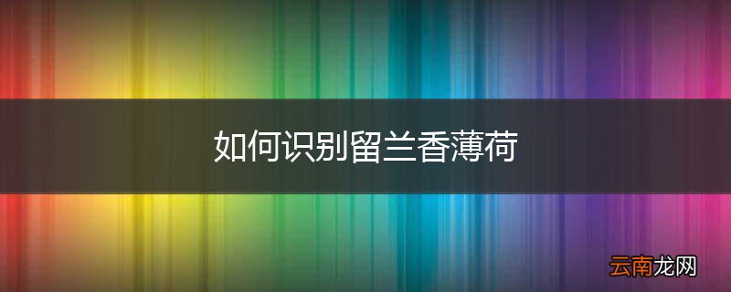如何识别留兰香薄荷