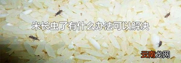 米长虫了有什么办法可以解决