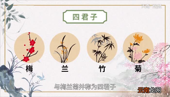 竹子的品质是什么 竹子的品质有哪些